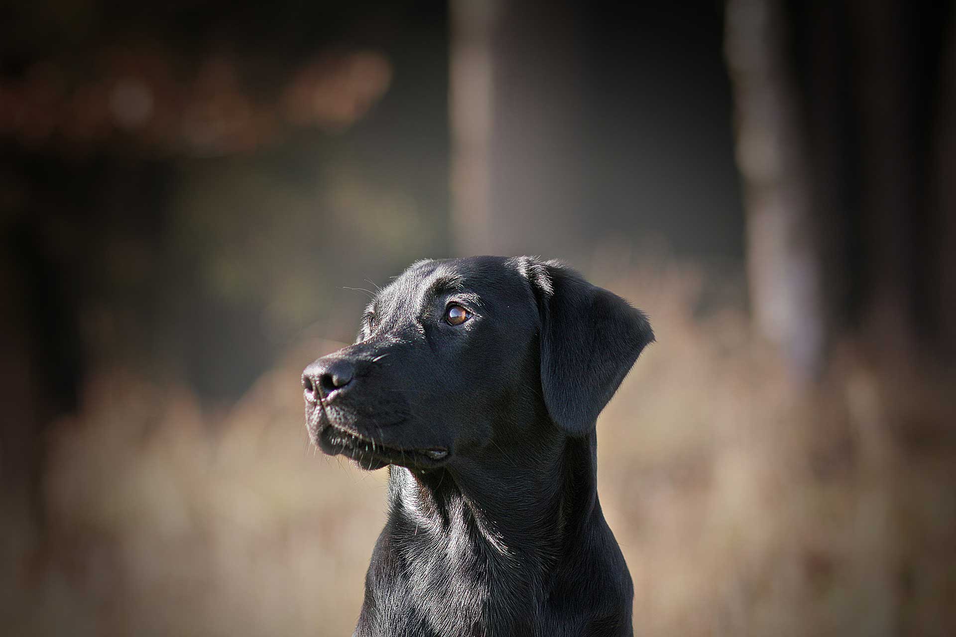 Hunde retten Menschenleben